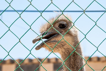Selective focus on an ostrich behind a fence