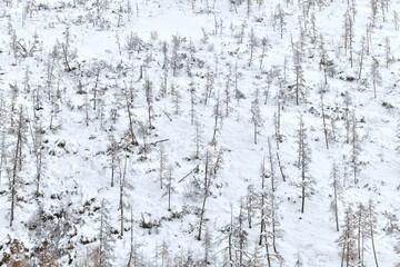 mountain surface with snow covered trees