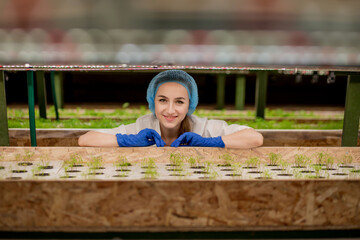 Woman gardeners keep greenery at hydroponic farm and observing growth greenery meticulously before...