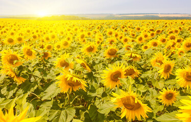 Fototapeta premium Spring landscape, field of beautiful golden sunflowers, blue sky and white clouds