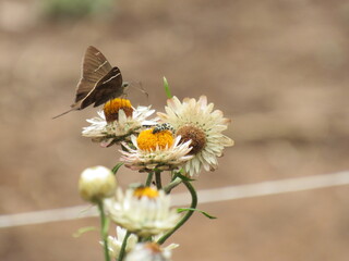 Flores ao natural.