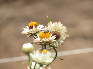 Flores ao natural.