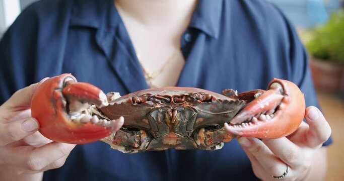 Woman holding steamed giant mud crab on hand, seafood in restaurant Thailand