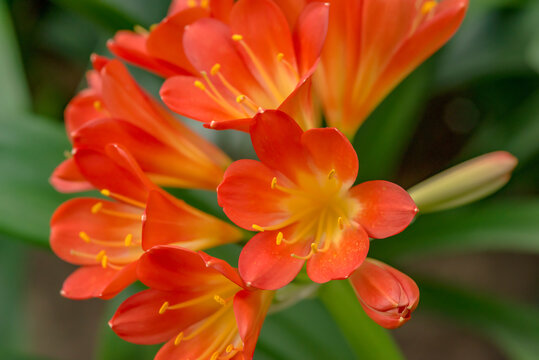 Red-orange blooming clivia miniata flower in botanical garden