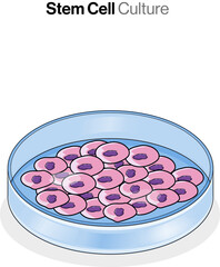 Illustration of Stem Cell Culture in petri plate or petri dish.