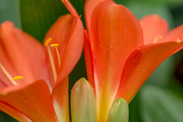 Naklejka premium Red-orange blooming clivia miniata flower in botanical garden