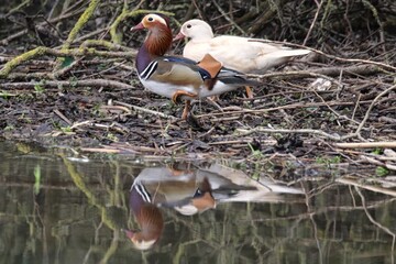 canard mandarin