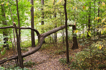 Broken tree