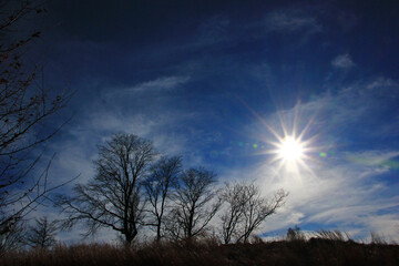 Naklejka premium sky and tree