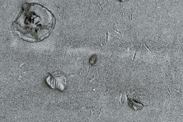 sandy background with bird tracks and dry leaves