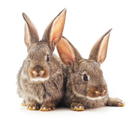 Two beautiful brown rabbits.