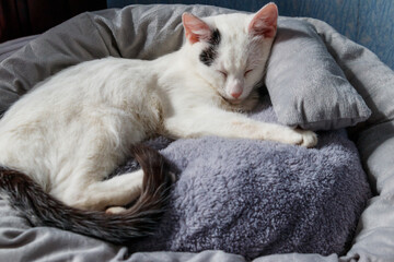 Naklejka na ściany i meble White cat lying in his soft cozy cat bed