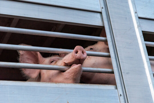 Pigs in a cage truck for transport to the slaughterhouse.