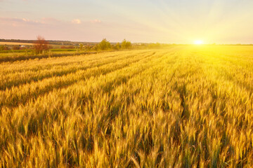 Golden wheat field with blue sky