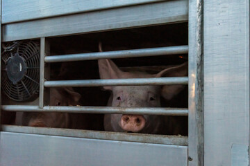 Pigs in a cage truck for transport to the slaughterhouse. © M. Perfectti