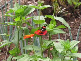 Flor e borboleta.