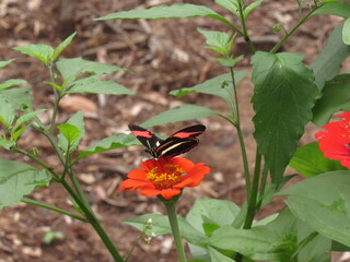 Flor e borboleta.