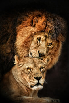 Lion pair (Panthera leo) courtship