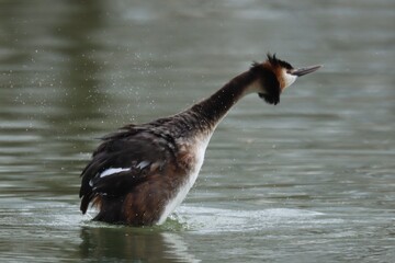 gr&egrave;be hupp&eacute;e