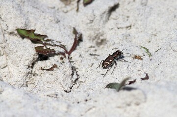 Cicindela hybrida tiger beetle on the sand in the forest