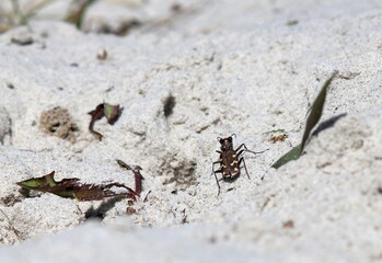 Cicindela hybrida tiger beetle on the sand in the forest