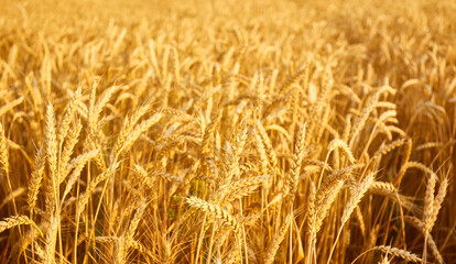 Wheat field with spikelets in gold tones