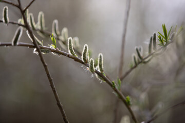 Weidenkätzchen