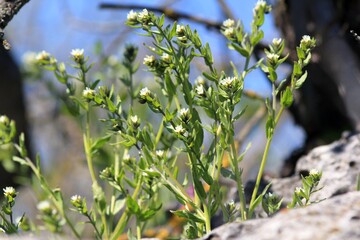 White flowers of Buglossoides arvensis on rocks in the spring forest