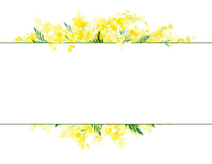 Frame with yellow mimosa flowers. Delicate horizontal frame with yellow mimosa flowers