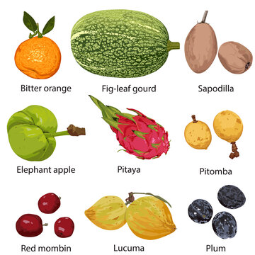 Different fruits with names on white background