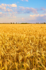 Naklejka premium Yellow wheat field and dark blue sky