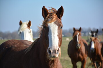 portrait of a horse