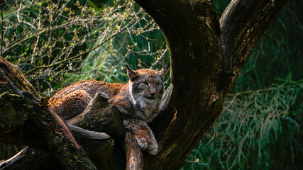 the squirrel in the tree