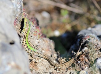 Podarcis tauricus lizard on rocks in the spring forest