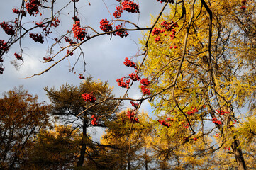 Branches with large rowan berries in the fall in the afternoon, outdoors. Autumn photo of a rowan tree without leaves on a background of blue sky and tall fir trees.