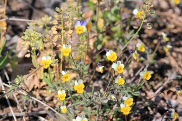 Small violet flowers Viola rhodopeia in the spring forest