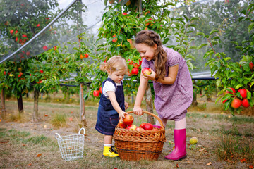 Portrait two siblings girls, little toddler and kid with red apples in organic orchard. Happy siblings, children, beautiful sisters picking ripe fruits from trees, having fun. Family, harvest season