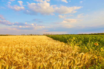 Yellow wheat field and dark blue sky