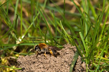Samica pięknej pszczolinki wiosennej (Andrena haemorrhoa) po raz pierwszy opuszczająca ziemne gniazdo