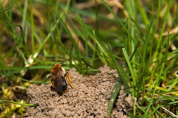 Samica pięknej pszczolinki wiosennej (Andrena haemorrhoa) po raz pierwszy opuszczająca ziemne gniazdo