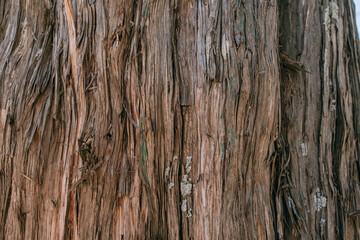 The texture of the bark of a large old tree on a sunny day. Close-up. Macro