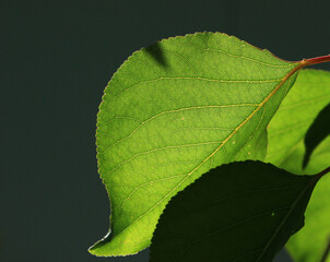 Backlight Green Leaf