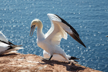 Basst&ouml;lpel an der K&uuml;ste Helgolands