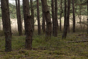 Fototapeta na wymiar Pine forest nature background