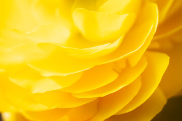 Macro de pétales de fleur orangée renoncule - Arrière plan design abstrait pétales de fleur   © PicsArt