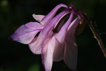 Columbine flower