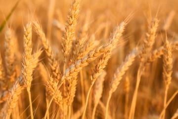 wheat in the field on blurred background close-up