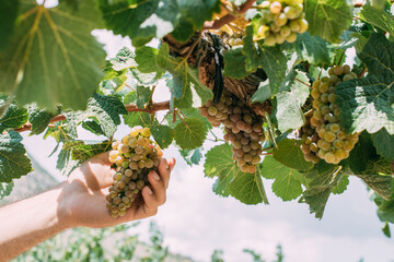 Grape harvest and a man's hand in a vineyard at the end of summer. Close-up.