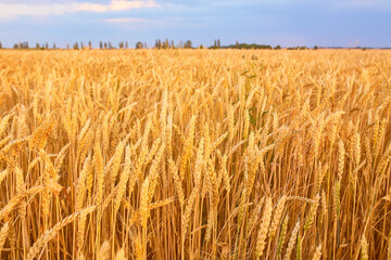 Image of wheat field with blue sky