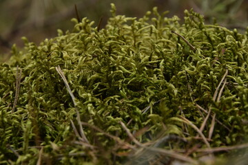 Fototapeta na wymiar Moss in forest closeup, green nature background 